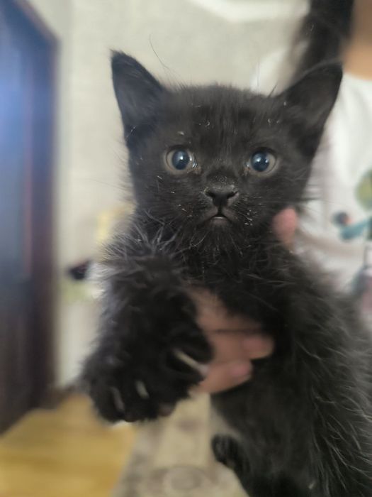 Отдам котят бесплатно