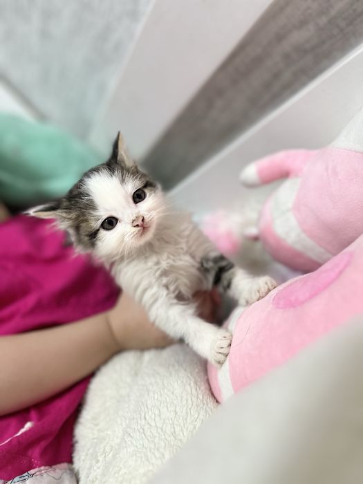 Отдам котят в добрые руки