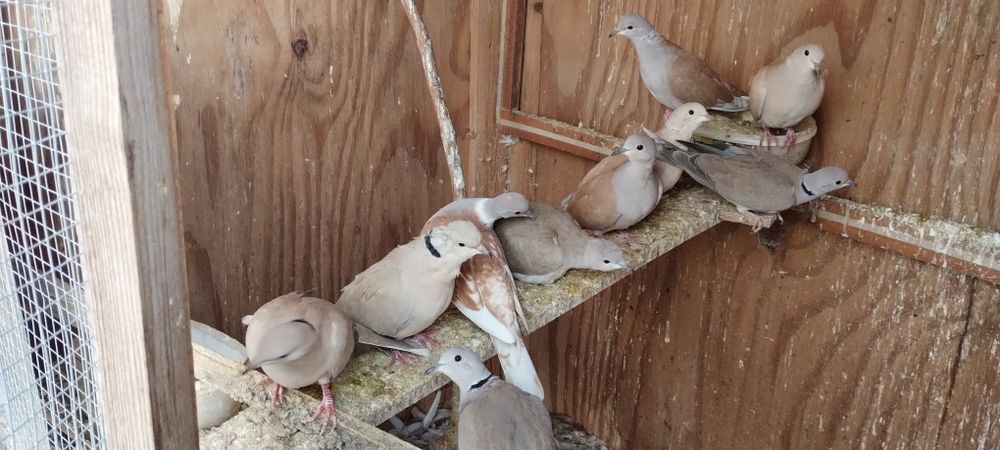 Чифтове Кемани,Серами, Копринки.Яйца за люпене.Зайчета и морски свинче