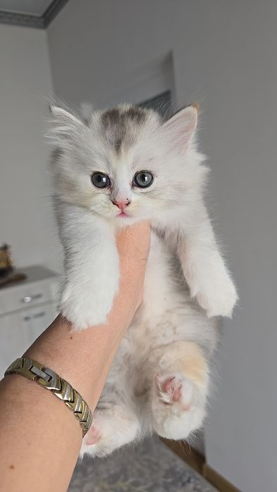 Котята Скоттиш страйт