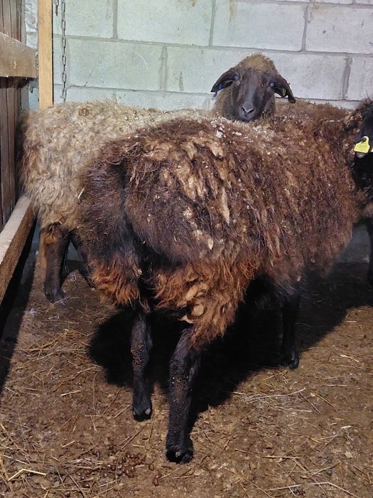 Продам баранов (овцематки)