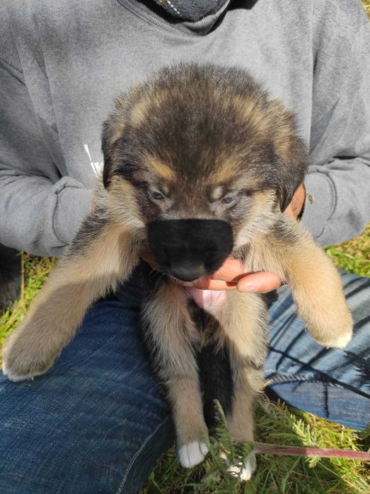 Pui metis ciobănesc german spre adopție (Cheia, Prahova)