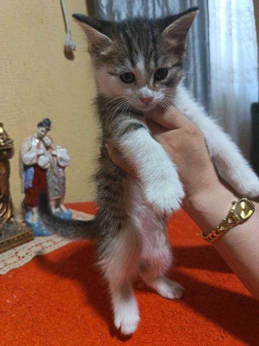 Сибирские котята