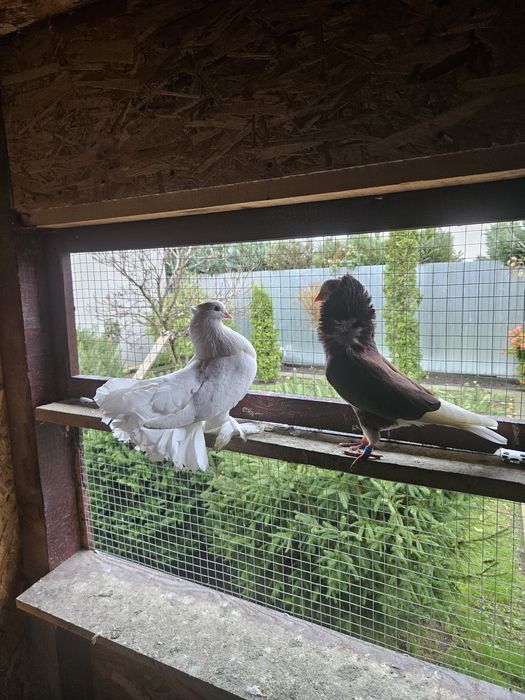 Vand  Porumbei generații 2024 si 2025  intre 30 si 80  lei bucata