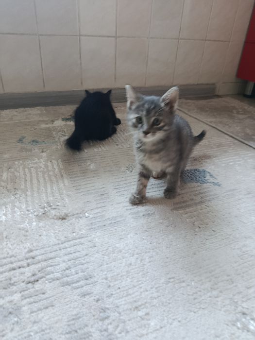 Мушук берилади хадияга