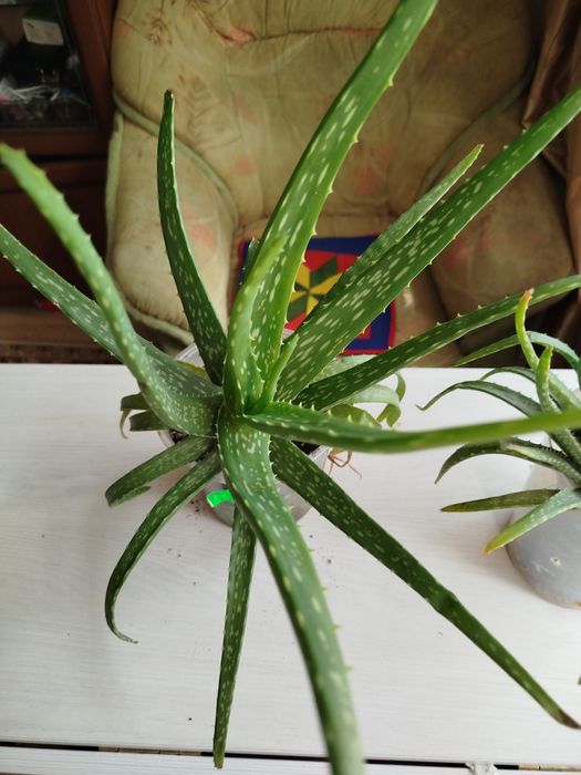 Алоэ Вера лечебный