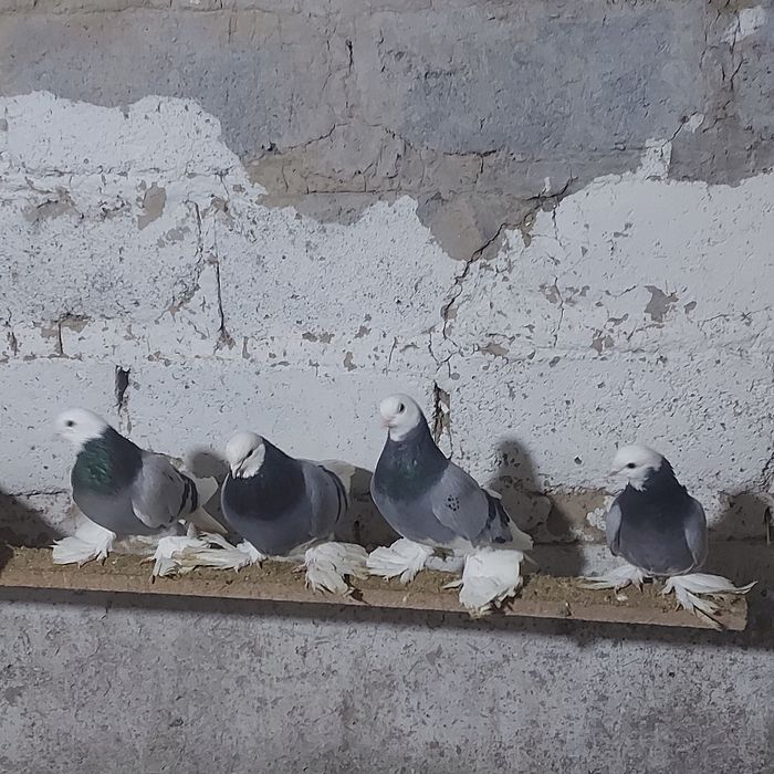 Маздок 3 пара гатовый