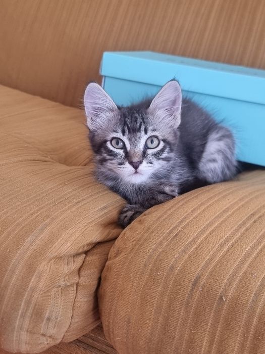 Котёнок, девочка