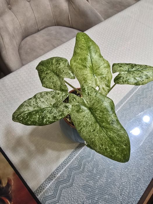 Продам алоказия макрориза