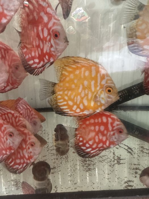 Продавам млади дискуси