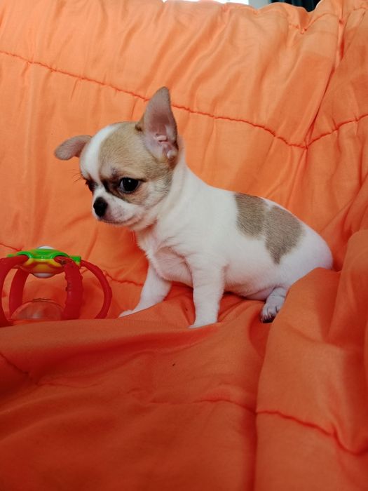 ,,В продаже щенки Чихуахуа.