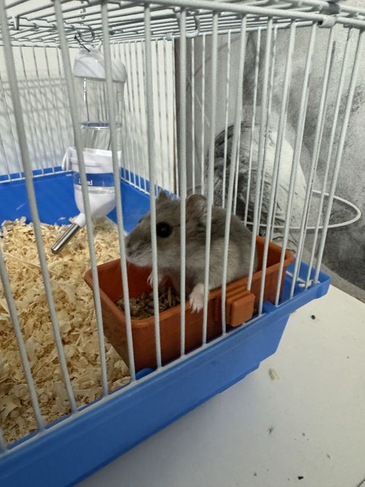 продам милого хомячка