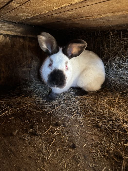 Кролики калифорнийцы самцы