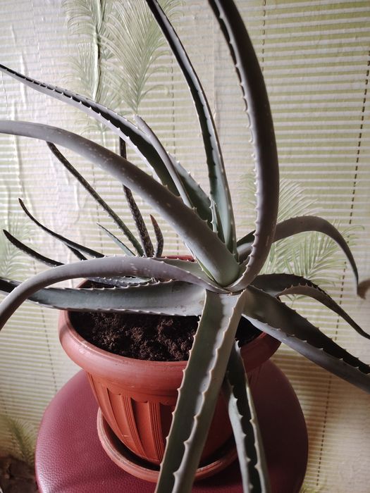 Комнатные цветы для дома