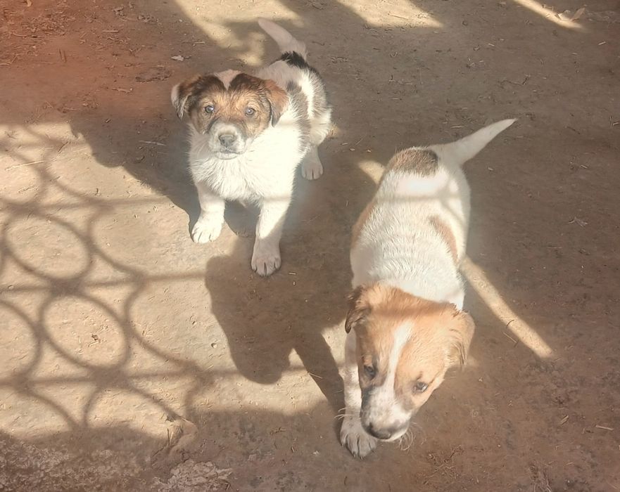 Отдам щенков в добрые руки