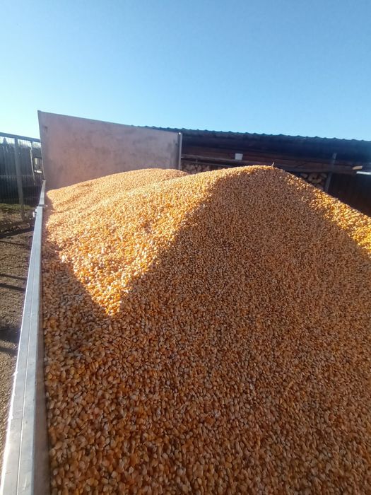 Vând porumb boabe 2025 – semisticlos și sticlos