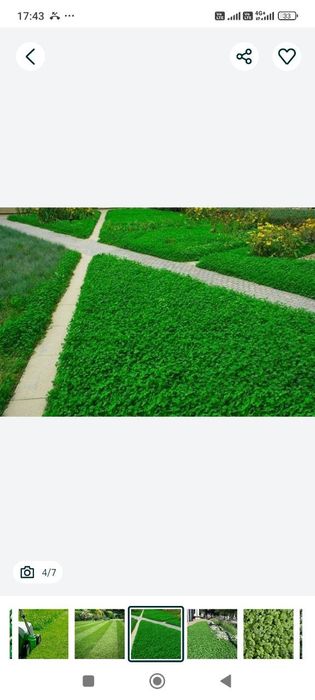 Xarxil urug' maxsulotlar