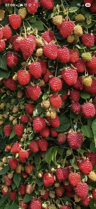 Разсад ягоди , малини и къпини