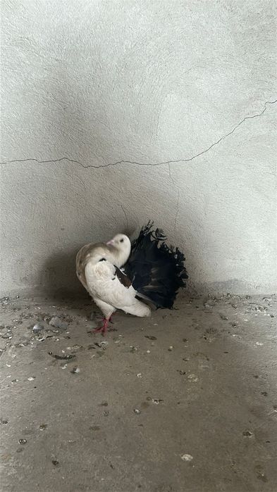 Дакан шоже 25.000