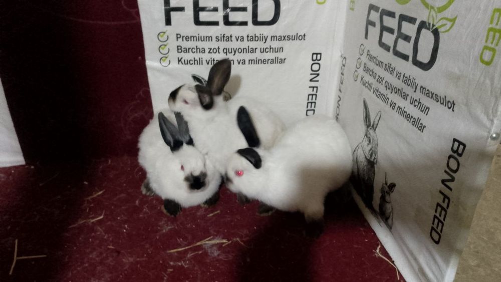 Sifatli va toza zotli quyonlar arzon narxlarda sotuvda!