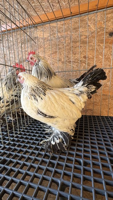 Pasari rasa pitica mii de flori