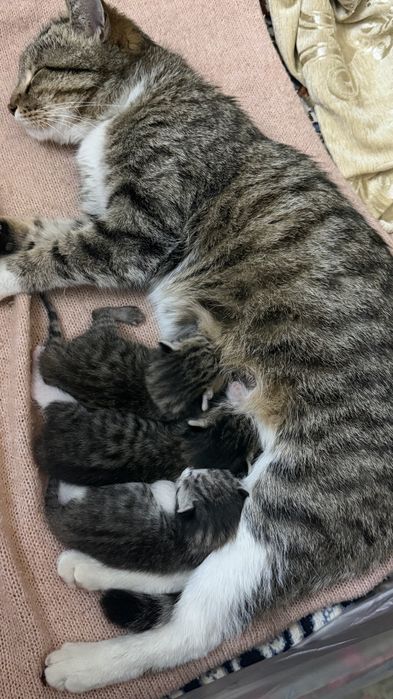 Мушук 3 та болалари билан совга киламан  урганган тоза соглом