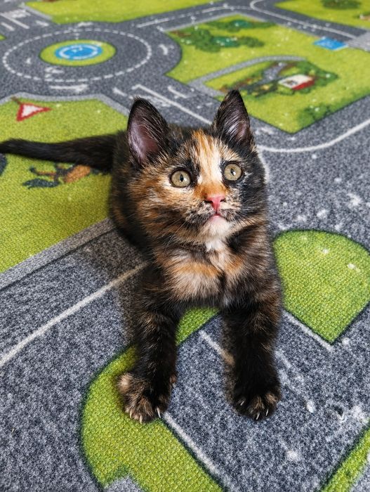 Девочка. Котёнок. Черепаховая.