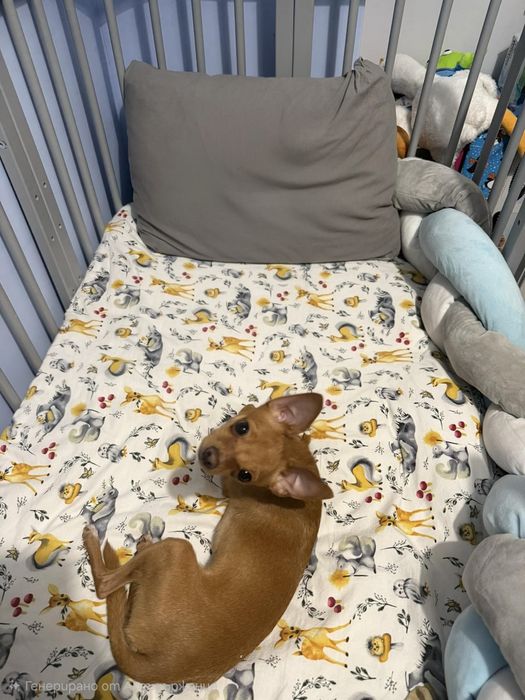 Мини пинчер на 1г.