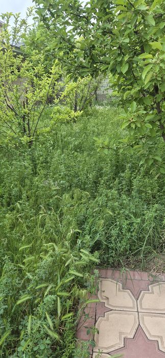 Клевер, трава, жоныршка