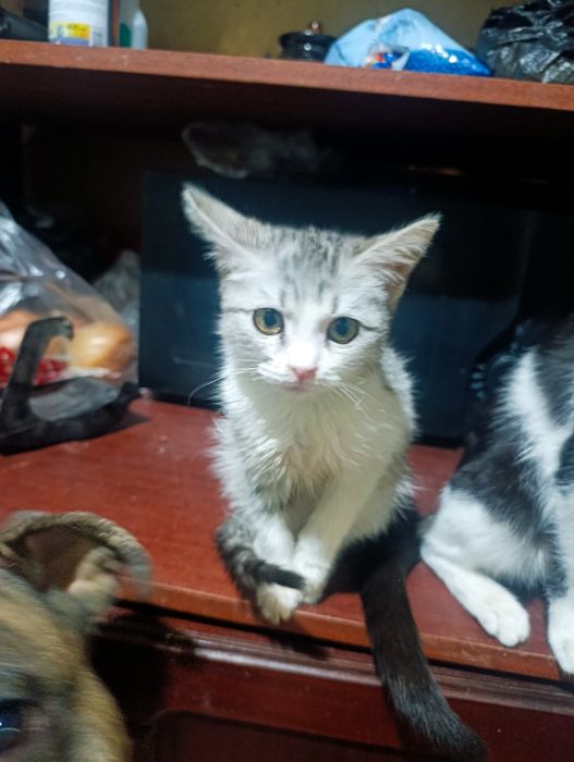 Отдадим котёнка в добрые руки