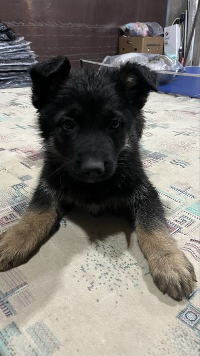 Продам восточноевропейские щенки