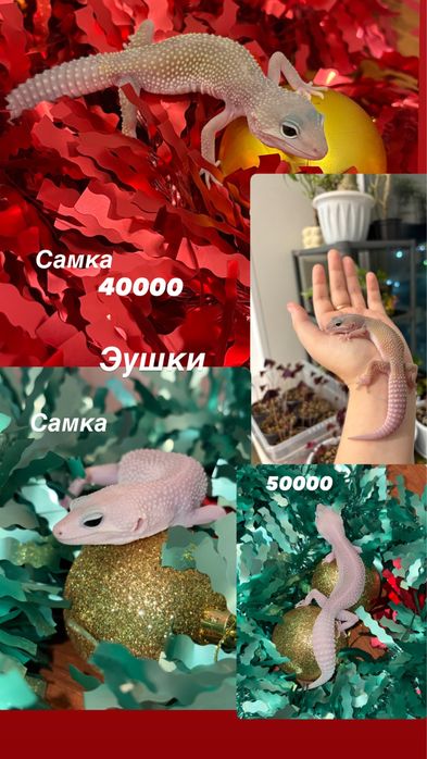 Продаются эублефары разных морф