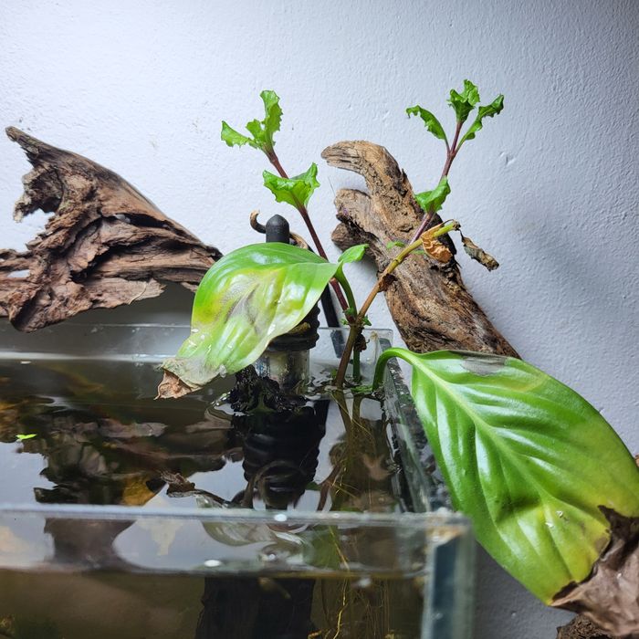 acvariu complet echipat