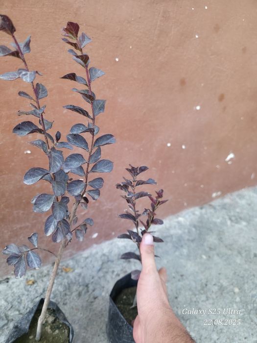 Индийский сирень 3хил сорти сотувда