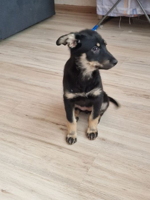 отдам щенят в хорошие руки