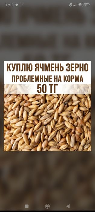 Подкупаю ячмень зерно