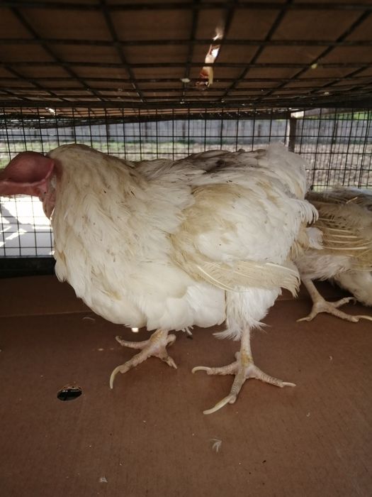 Куры несушки  легорн