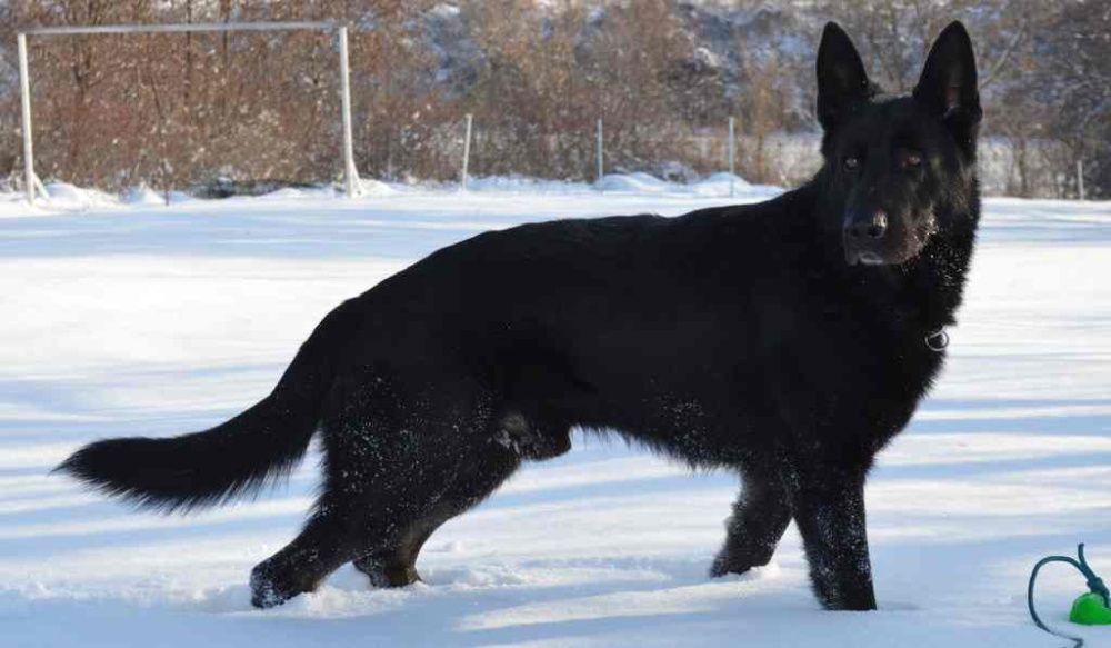 DRESOR ATESTAT SMART DOGS CLUB Bucuresti, Pipera, Mogosoaia, Otopeni