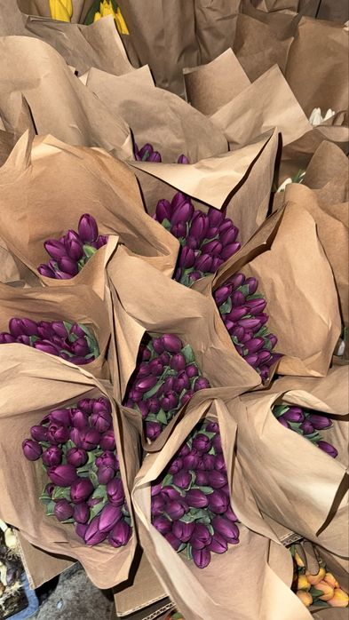 тюлпаны оптом от 370 тг