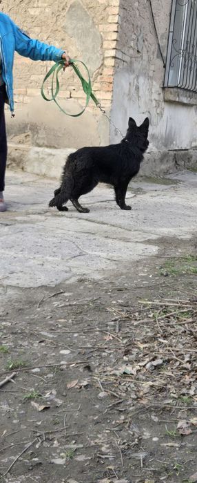 Немецкие овчарки Одинцовой