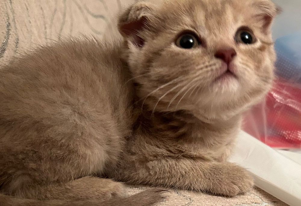 Котенок продается шотланка