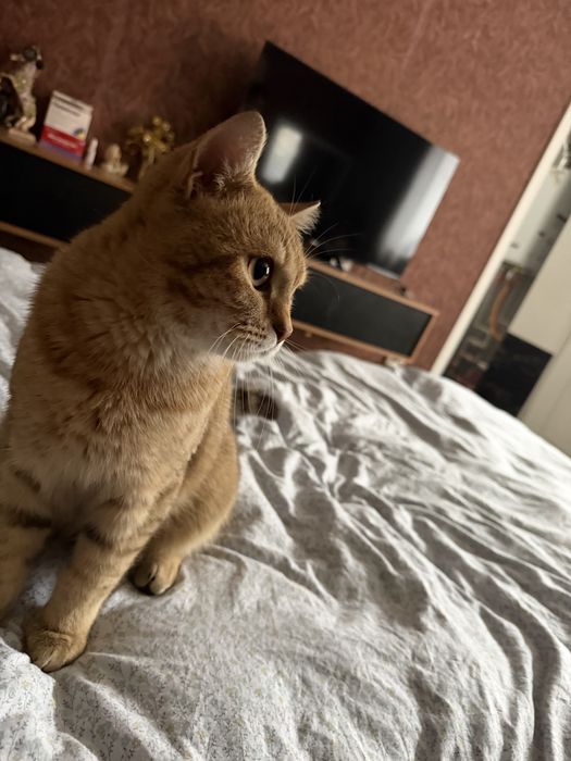 Британец прямоухий