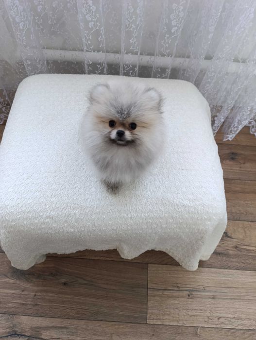 Щенок шпиц-мини.