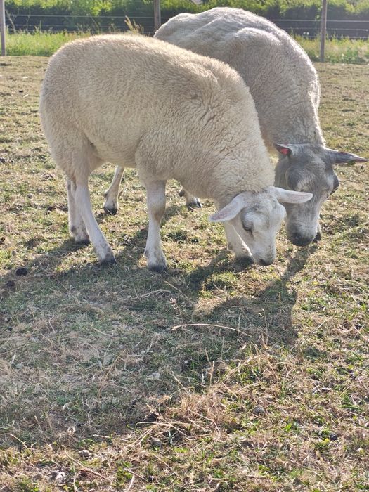 Miei texel din linie import Olanda