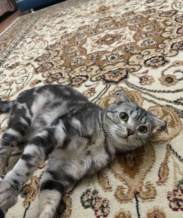 Мысык алатын адам керек срочно