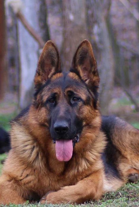 Pui ciobanesc german cu pedigree