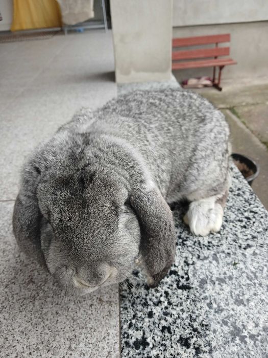 Vând mascul berbec german