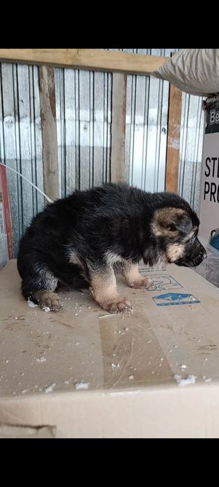 Щенки немецкой овчарки