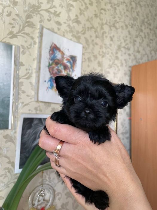 Yorkshire Terrier Mini Toy