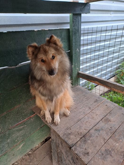 Вязка кобель лайка  5 лет